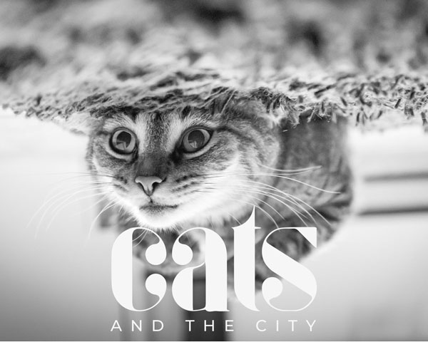 Logoscribble: Katze mit Logo Cats and the City.