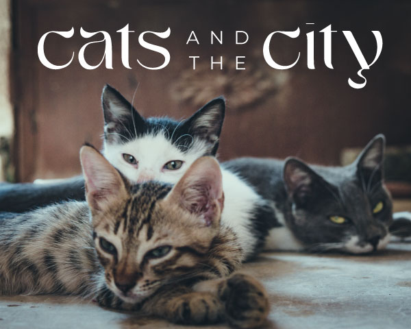 Logoscribble: Katze und Logo Cats and the City